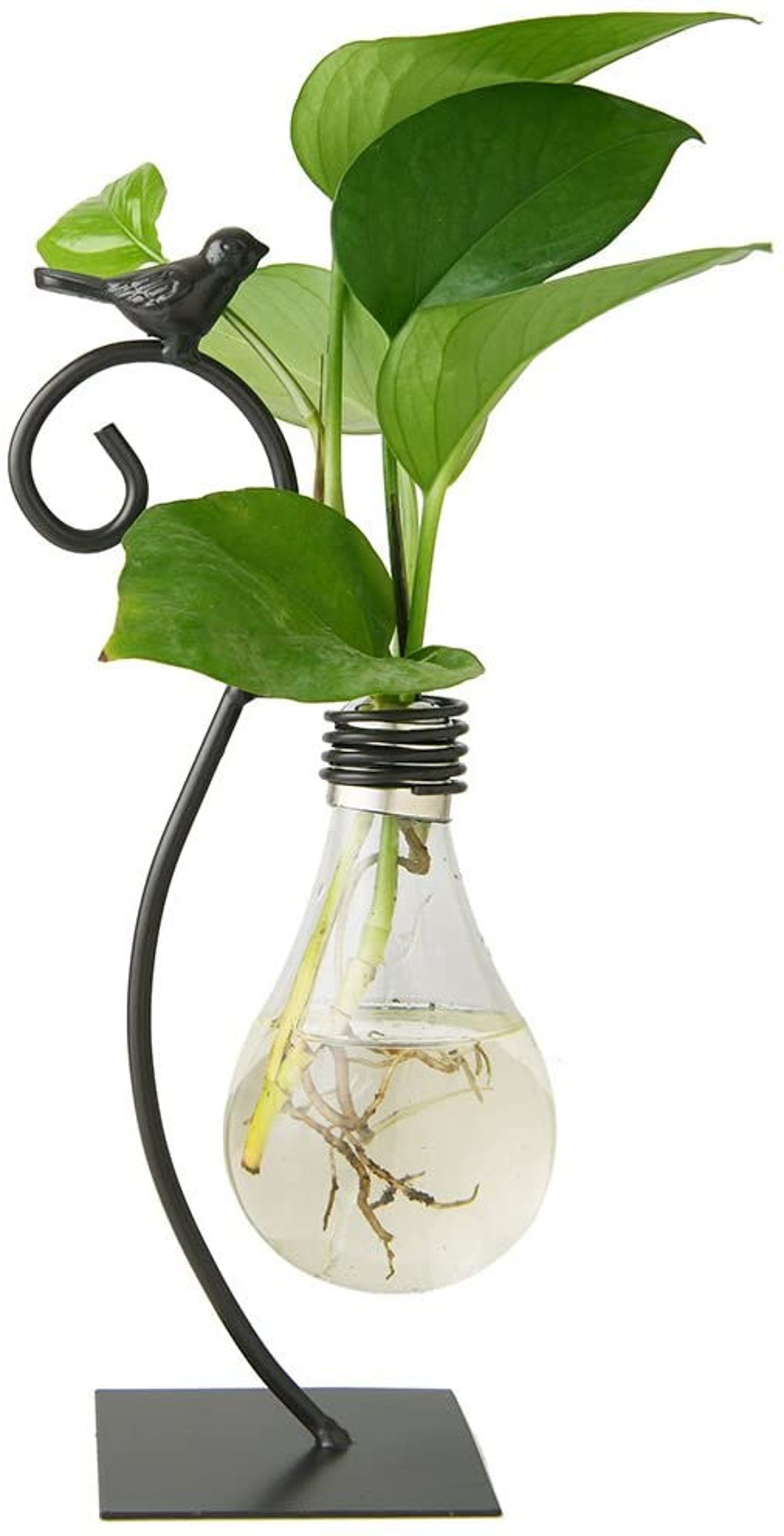 Marbrasse Desktop Glass Planter Hydroponics VasePlanter Bulb | Etsy