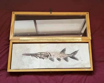 Download Paddlefish Etsy