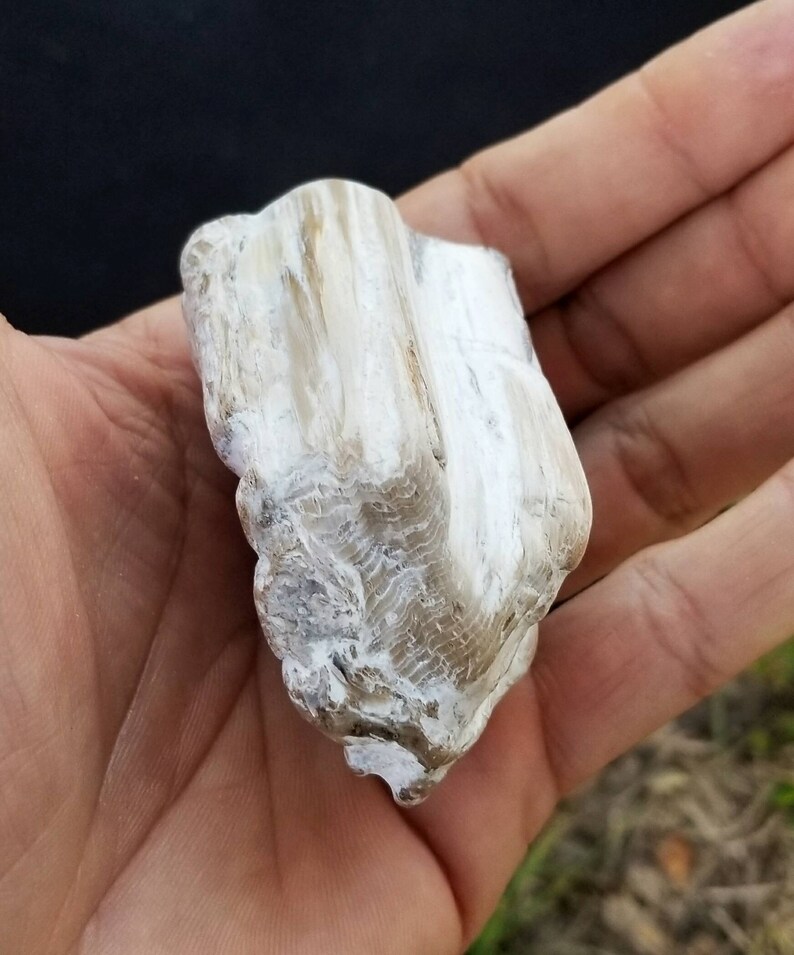 Petrified Wood Natural Polished idaho Agatized Wood Etsy