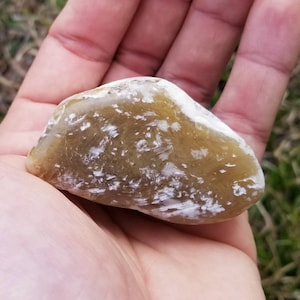 Translucent Agatized Wood (Eastern Washington) Tumbled Specimen