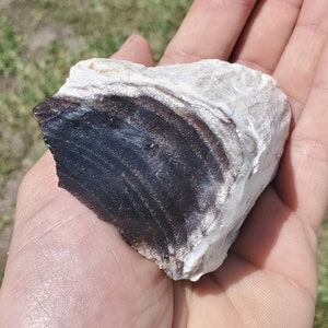 Black Opalized Wood Montana Petrified Wood Specimen Extreme Cell Detail 5.8oz
