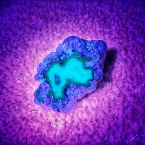 Small Baby Blue Agate UV Reactive (Galaxy Agate) tumbled Rare Montana Specimen A+