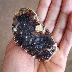 A+ Agatized Wood Big Polished Petrified Wood From Washington