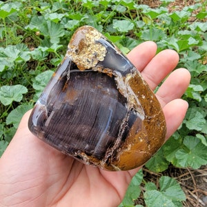 BIG Agatized Petrified Wood Polished Specimen (Montana)