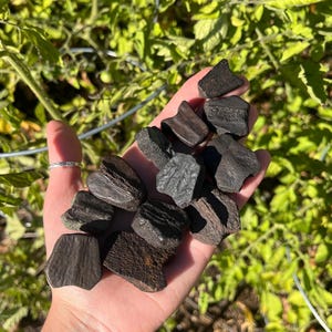 12 Symmetrical Turtle Shell Fossils Nuchal Scute (Florida) "Pleistocene Fossil Pack"