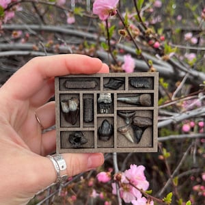 Puede incluir: Una pequeña caja de madera llena de varios dientes fosilizados y fragmentos de hueso. La caja está dividida en compartimentos, mostrando las diferentes formas y texturas de los especímenes antiguos. El fondo presenta flores rosas.