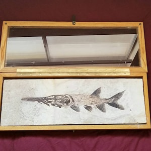 Paddlefish (Crossopholis) 21.5&quot; Fossil Fish &quot;Green River Formation&quot; W/Custom Case Extremely Rare PRICED TO SELL