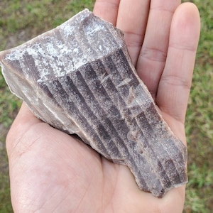 Big Opalized Wood Montana Petrified Wood Specimen Extreme Cell Detail 183.4 grams