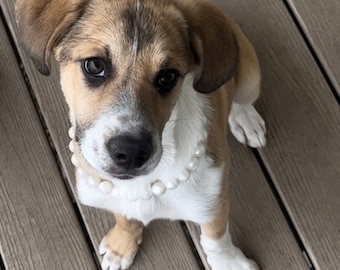 Puede incluir: Un cachorro marrón y blanco con un collar de perlas, mirando a la cámara. El perro está sentado en una terraza de madera.