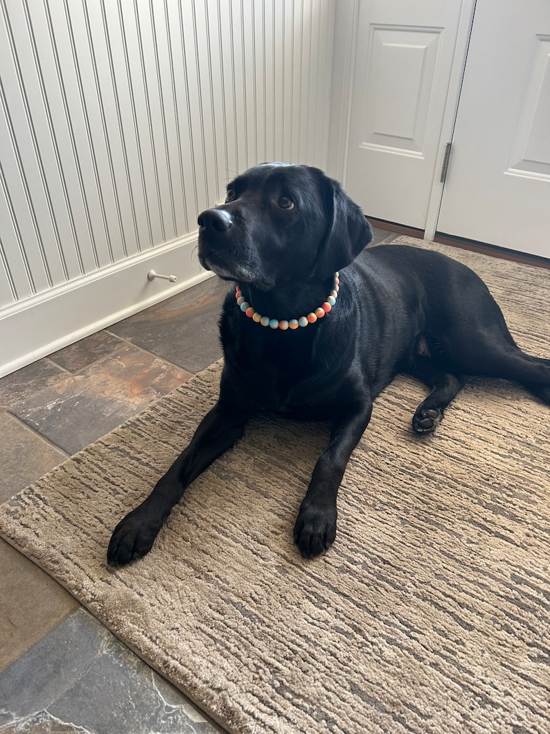 May include: A black Labrador Retriever dog wearing a colorful beaded collar, lying on a beige rug with a textured pattern.