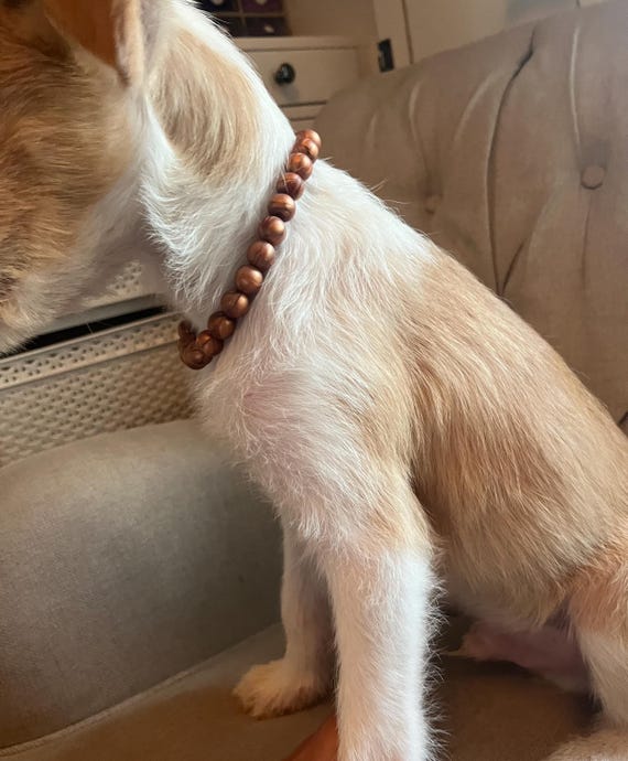 dackel halsband oder geschirr Hundehalsband Dackel / Teckel / Dachshund mit Strass