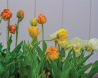 Tulips