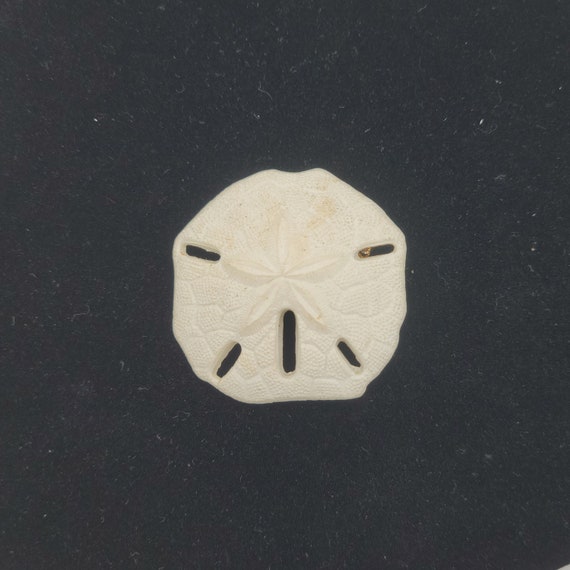 Vintage White Plastic Sand Dollar Brooch Costume Jewelry Retro Women Accessories Lapel Pin Lightweight Ocean Sea Life Textured Octagonal