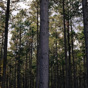 Puede incluir: Un denso bosque de altos pinos esbeltos con corteza gris oscura. Los árboles están espaciados uniformemente y llegan a un cielo nublado.