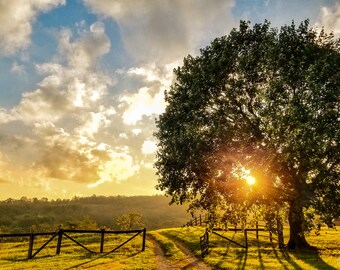 Meadow Meadow