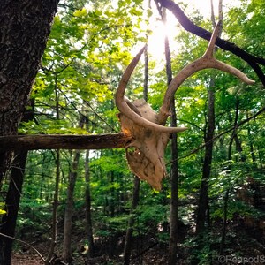 Buck Antlers, Deer Skull in Virginia Woods - Digital Download