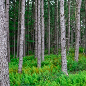 Hay-scented Fern and Loblolly Pine