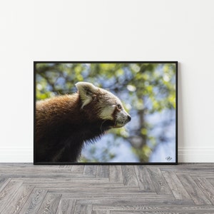 Red Panda - Photographic Giclée Print