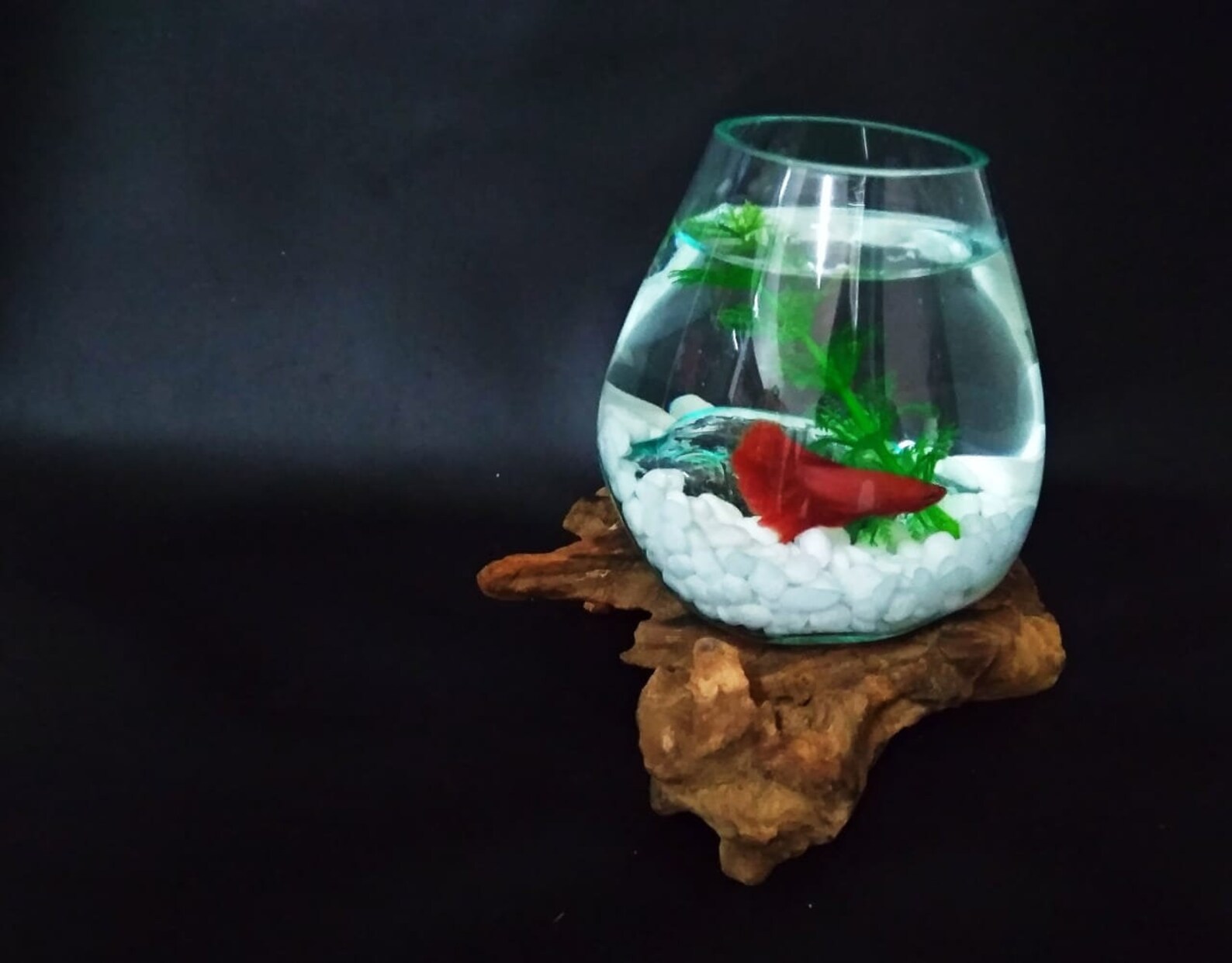 Unique Betta Fish Tanks Made from Molten Glass On Wood Exotic Etsy