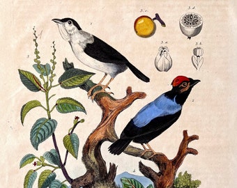 French Antique Hand Colored Print of Birds, 19th C