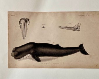 Antique 19th Century Dutch Print of a Wale.