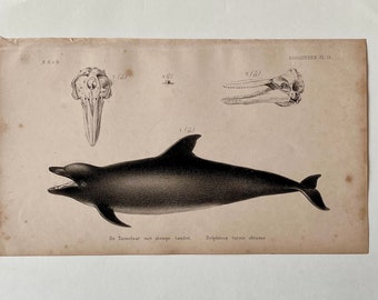 Antique 19th Century Print of a Dolphin