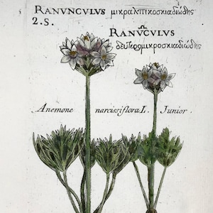 Antique French 18th Century Engraving by Pierre Richer de Belleval, Hand Coloured