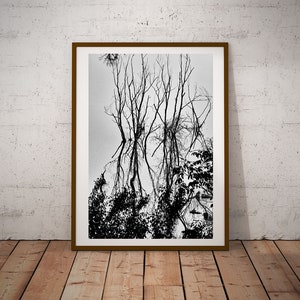 May include: A black and white photograph of bare tree branches against a cloudy sky. The image is framed in a brown wood frame.