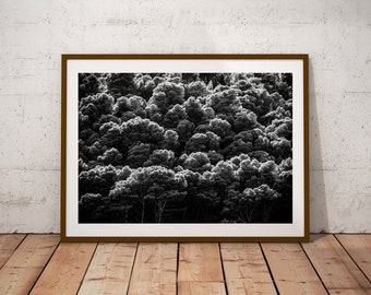 Forest Wall Art, Tree Large Wall Decor, Deciduous Trees Wall Decor, Landscape Photography, Minimalist Art Poster, Abstract Forest Art Print