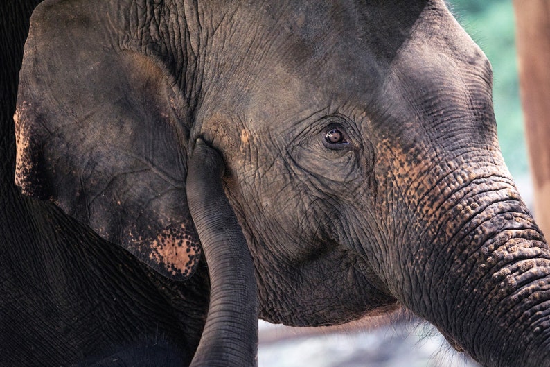 Mother Elephant Poster Mother/'s Love Wildlife Art Prints Large Animal Wall Art Animals Lover Gift Fine Art Photography Elephants Print
