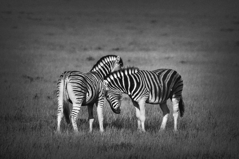 Zebra Print Wild Animals Poster African Safari Decor Etsy