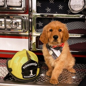 May include: A golden retriever puppy wearing a red, white, and blue bandana sits in front of a red fire truck. The puppy is wearing a tag that says "Spotsylvania Firefighter 1".