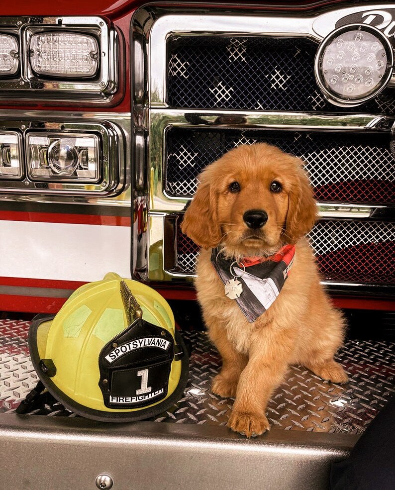 May include: A golden retriever puppy wearing a red, white, and blue bandana sits in front of a red fire truck. The puppy is wearing a tag that says "Spotsylvania Firefighter 1".