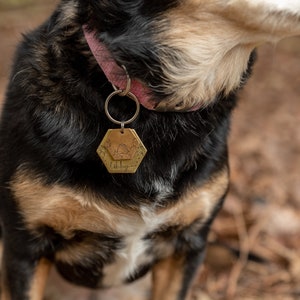 Puede incluir: Una placa hexagonal dorada para mascotas con un dise&ntilde;o de abeja y panal. La placa, con el nombre "Libby" grabado, est&aacute; sujeta al collar rosa de un perro. El perro tiene pelo negro, marr&oacute;n y blanco.