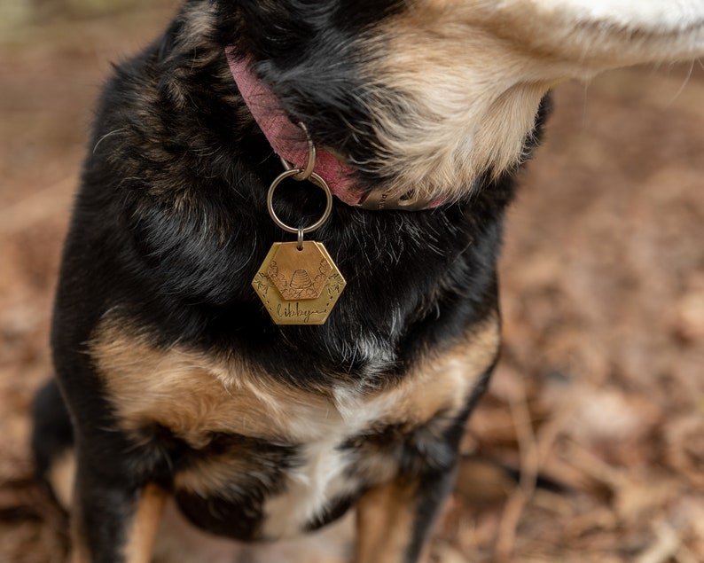 Puede incluir: Una placa hexagonal dorada para mascotas con un dise&ntilde;o de abeja y panal. La placa, con el nombre "Libby" grabado, est&aacute; sujeta al collar rosa de un perro. El perro tiene pelo negro, marr&oacute;n y blanco.