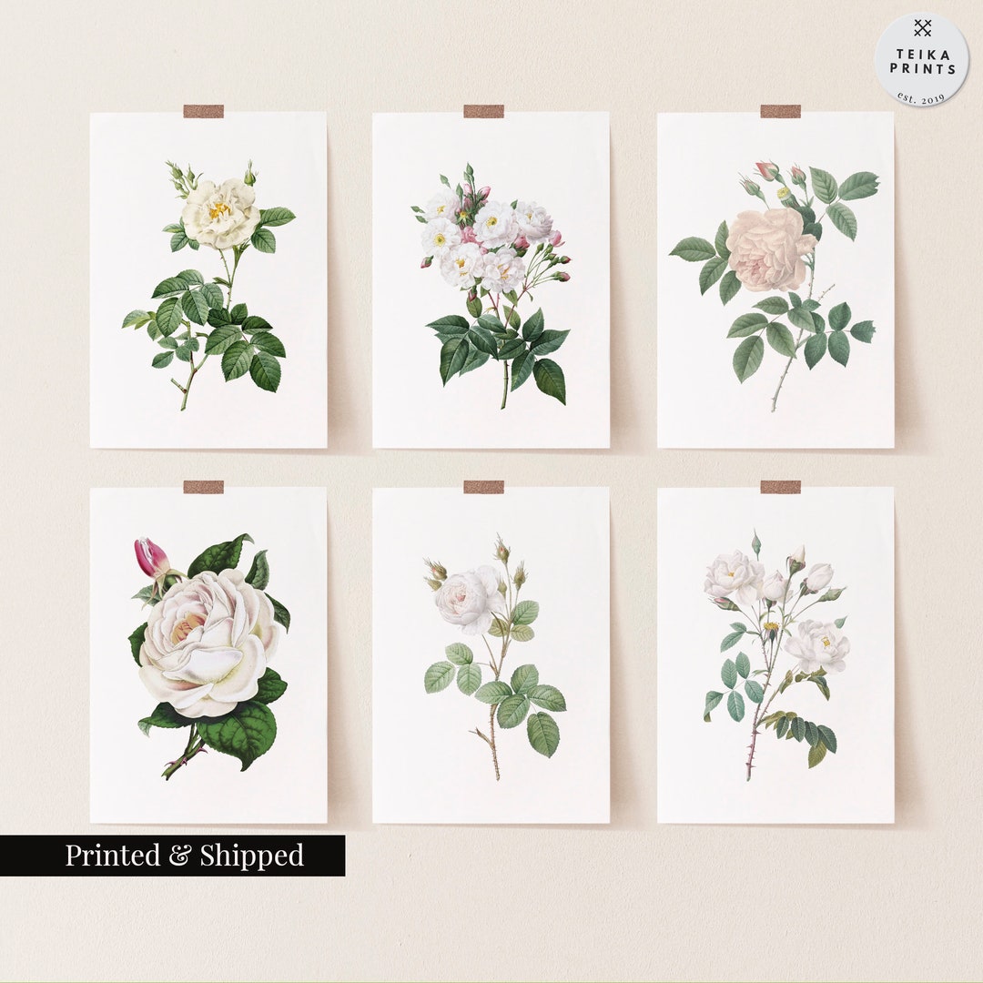 Vintage White Roses Flowers Wall Art Prints Set of 6 / Botanical Floral ...