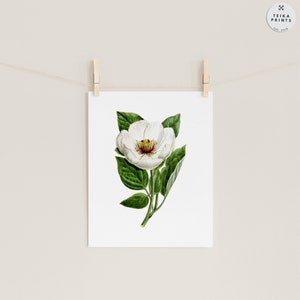Vintage White Flowers Wall Art Prints Set of 6 / Botanical Floral Wall ...