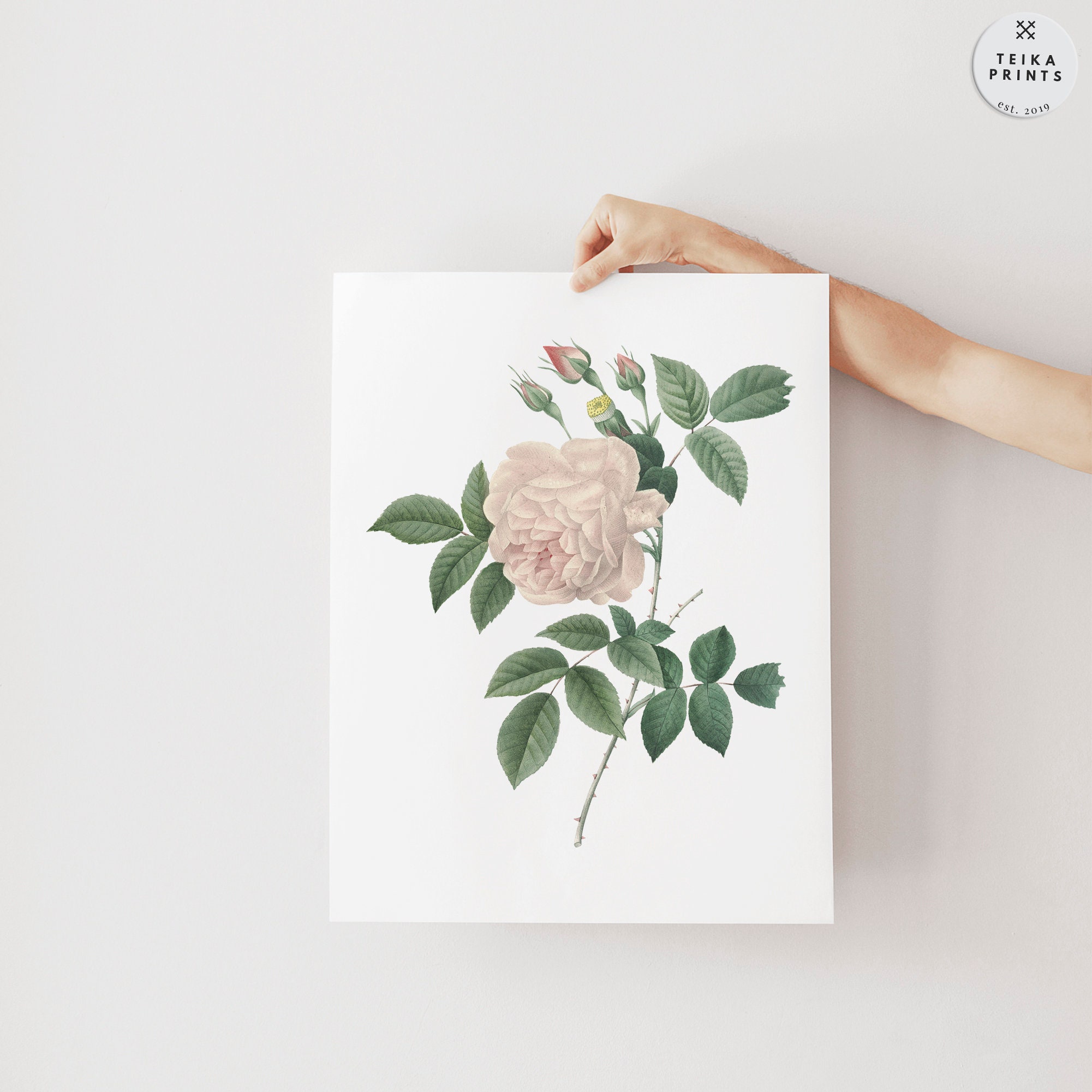 Vintage White Roses Flowers Wall Art Prints Set of 6 / Botanical Floral ...