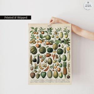Botanical Science Vegetables Illustration by Larousse Vintage Print | Wall Art Poster, Décor | VE19