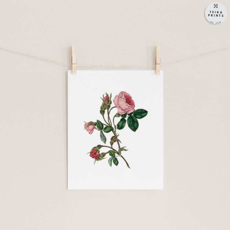 Vintage Roses Wall Art Prints Set of 6 / Botanical Floral Wall Art ...