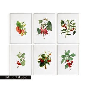 Vintage Set of 6 Berry Prints: Cherry, Cranberries, Raspberries, Rose hip, Strawberries / Botanical Aesthetic Wall Art Decor Prints / FL43