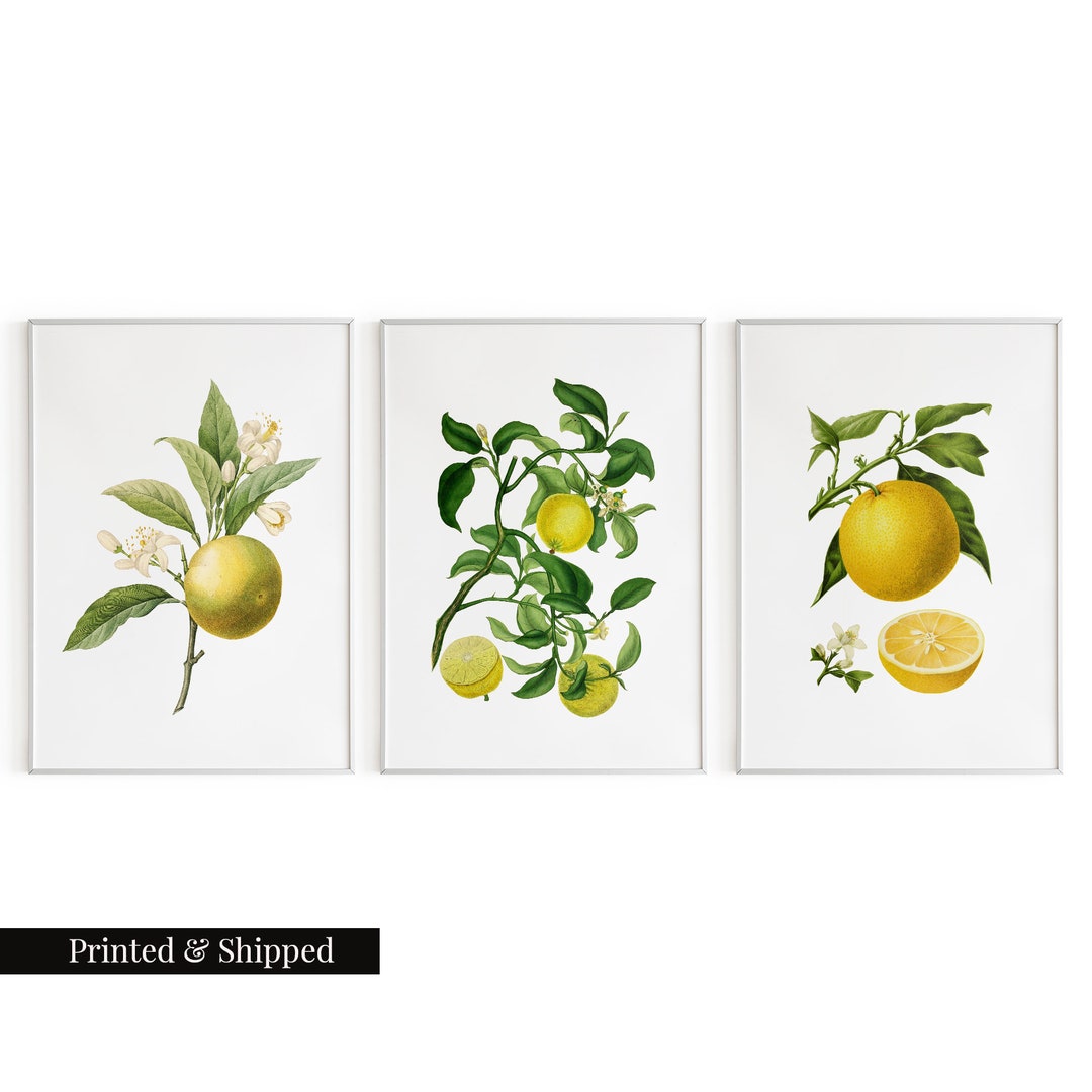 Vintage Lemon Fruit Wall Art Prints Set of 3 / Botanical Floral Wall ...