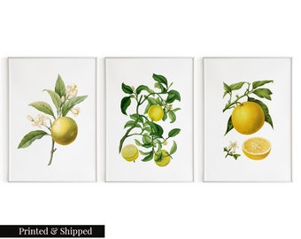 May include: Set of three botanical illustrations featuring citrus fruit branches with green leaves, white blossoms, and yellow fruit. The illustrations are framed in white.