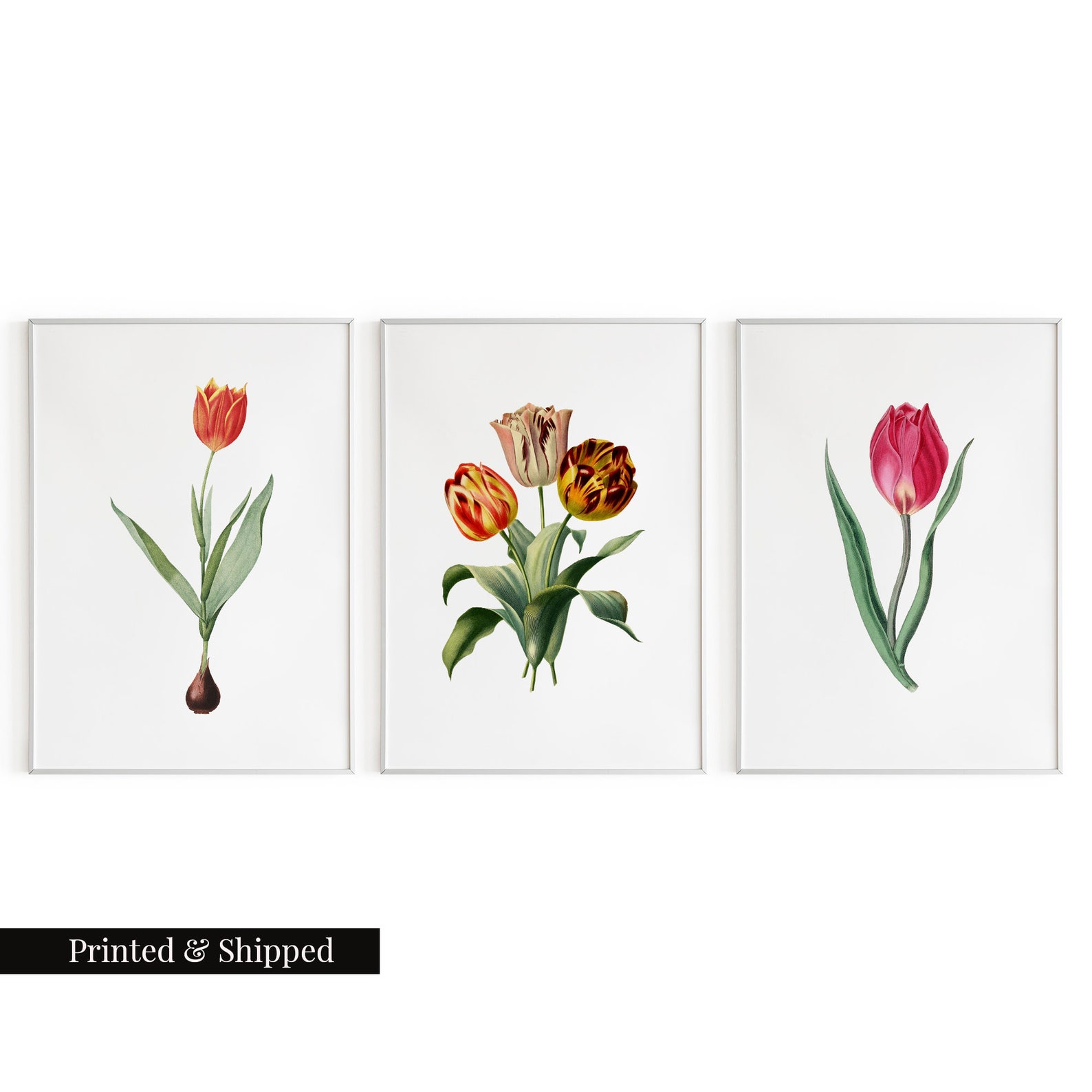 Vintage Tulip Flower Wall Art Prints Set of 3 / Botanical Floral Wall ...
