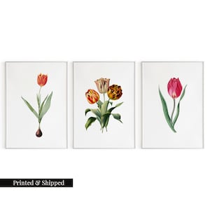 Vintage Tulip Flower Wall Art Prints Set of 3 / Botanical Floral Wall Art Decor / Minimal Aesthetic Prints / Great Gift Idea / FL32