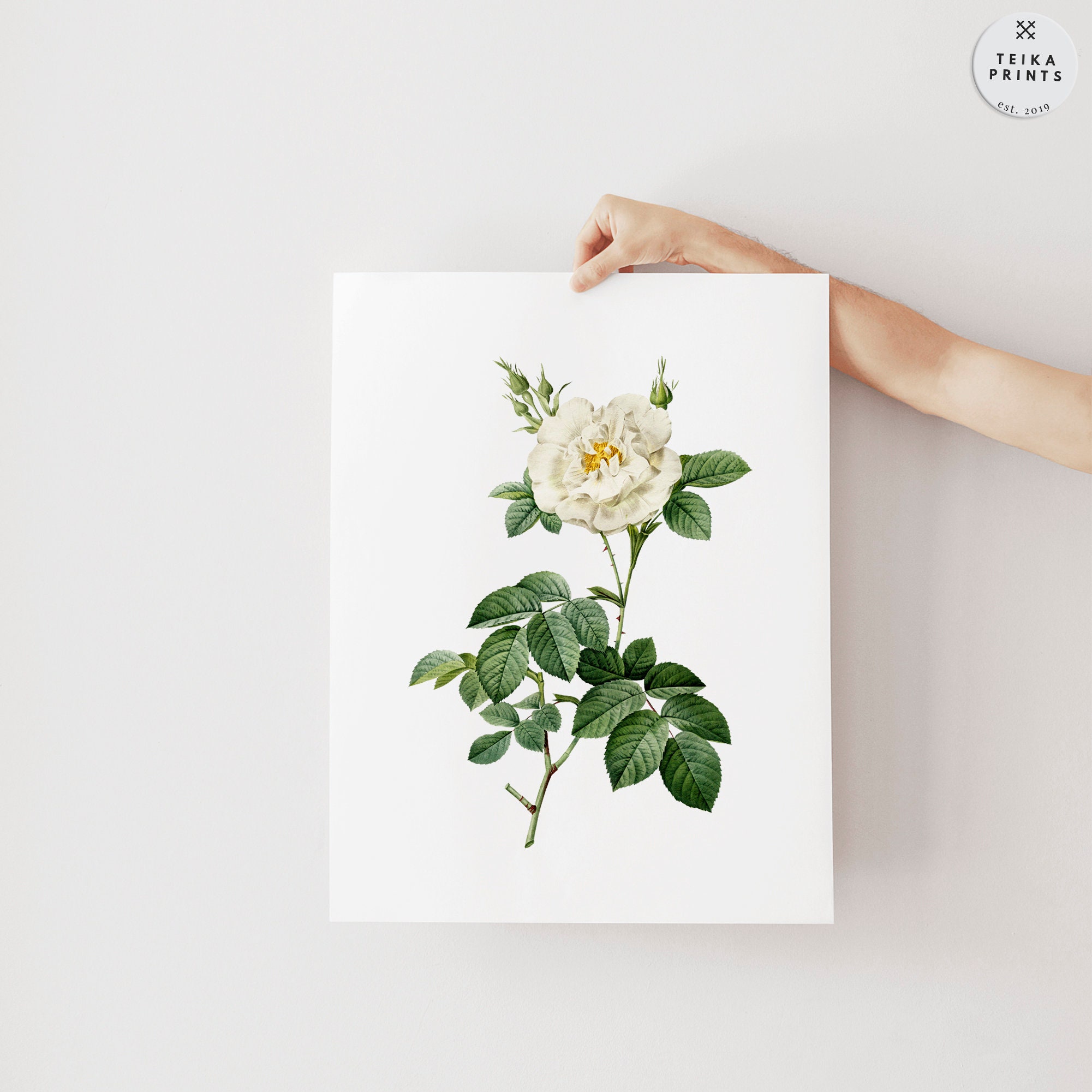 Vintage White Roses Flowers Wall Art Prints Set of 6 / Botanical Floral ...