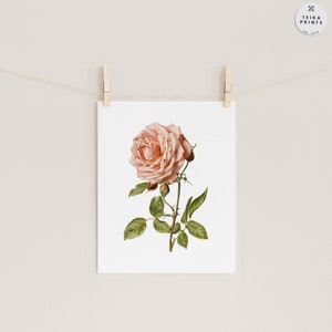 Vintage Pink Roses Flowers Wall Art Prints Set of 6 / Botanical Floral ...
