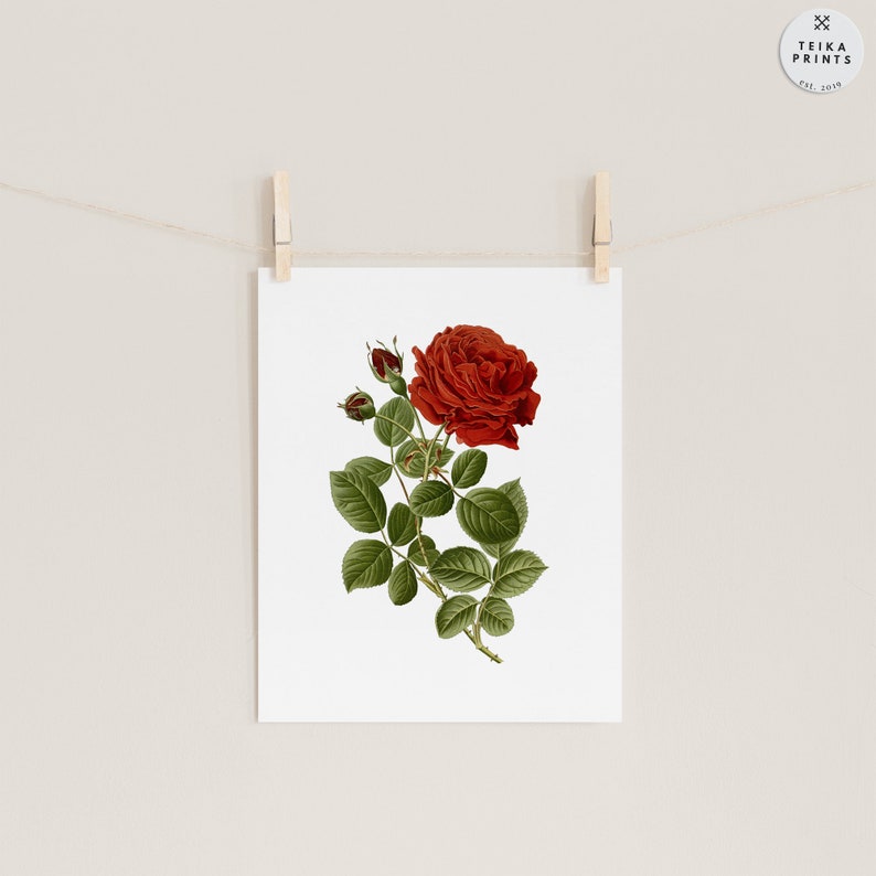 Vintage Red Roses Flowers Wall Art Prints Set of 6 / Botanical Floral ...