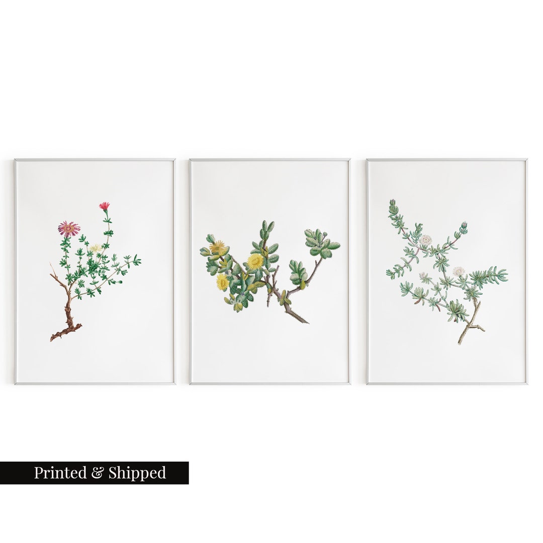 Vintage Succulent Plant Wall Art Prints Set of 3 / Botanical Floral ...