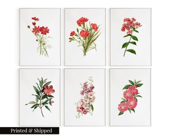 Vintage Set of 6 Flower Prints: Phlox, Carnation, Phlox, Rosa Glauca, Orchids, Floribunda / Botanical Floral Wall Art Decor Prints / FL49